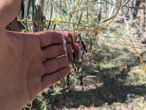 Golden Wattle (Acacia decora)
