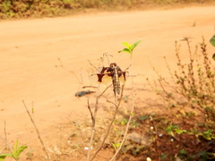 Palpopleura