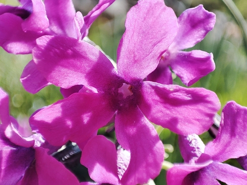 Primula nivalis, photograph 6