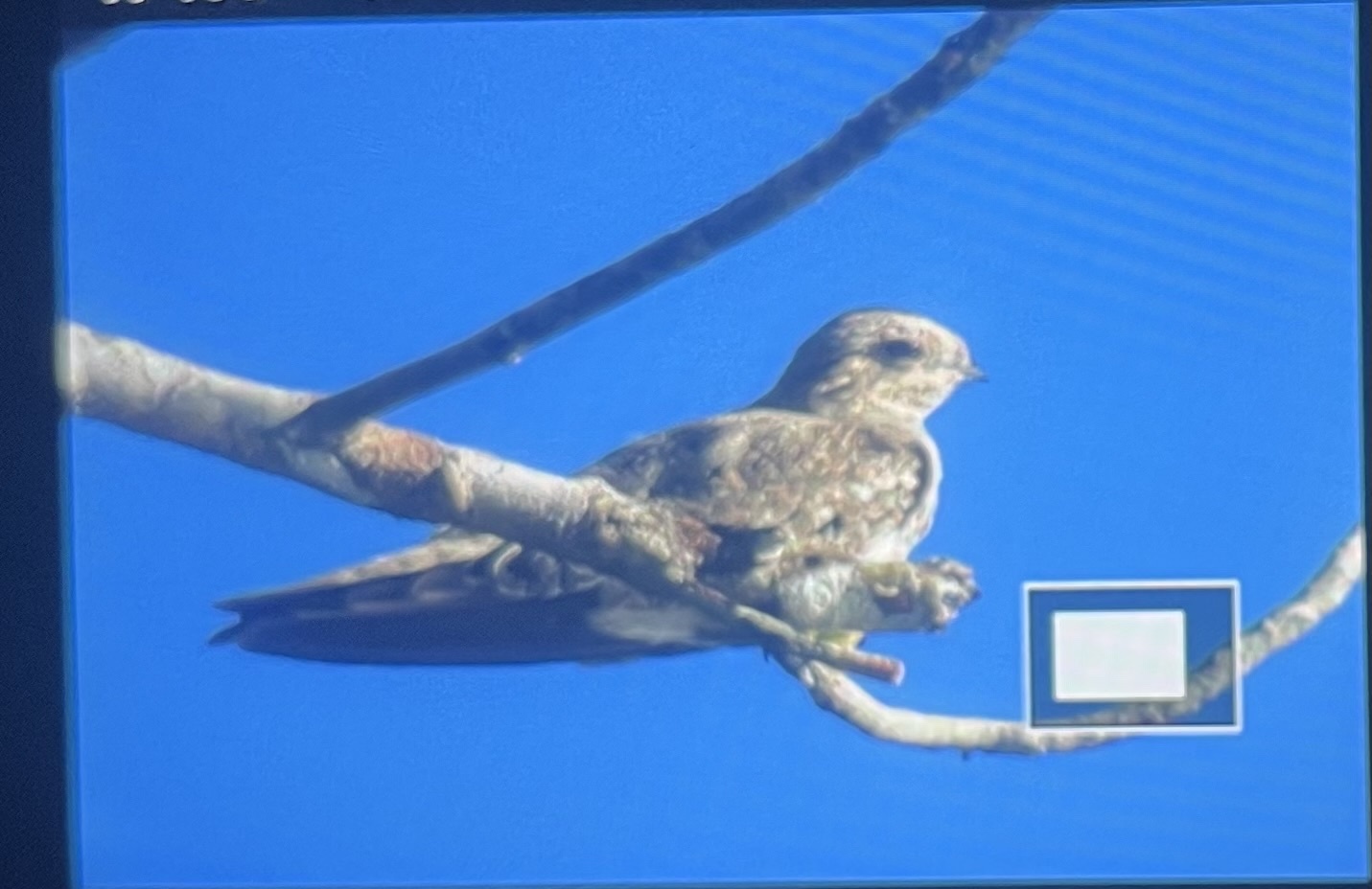 Sand-colored Nighthawk (Chordeiles rupestris), photo 8