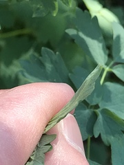Thalictrum fendleri polycarpum