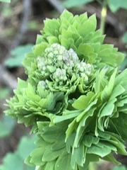 Thalictrum fendleri polycarpum