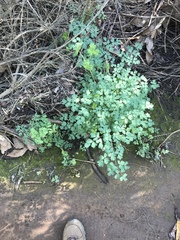Thalictrum fendleri polycarpum
