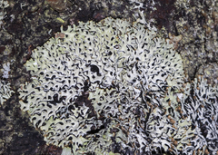 Hypogymnia incurvoides