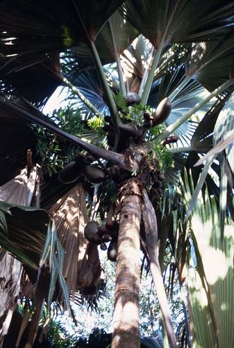 Coco de Mer (Lodoicea maldivica)