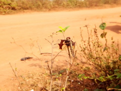 Palpopleura