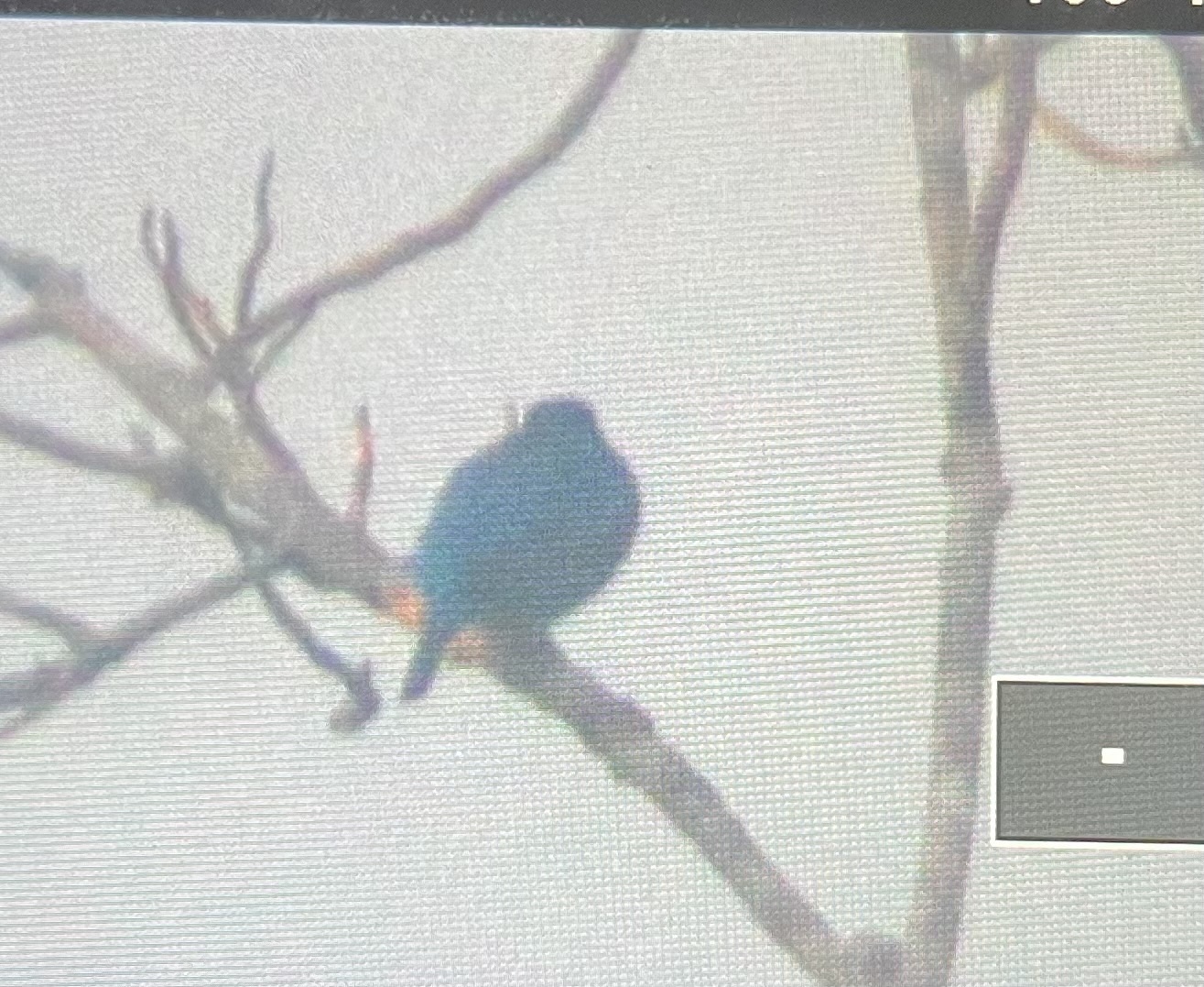 Plum-throated Cotinga (Cotinga maynana), photo 6