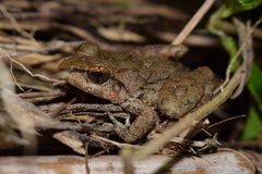 Fejervarya vittigera