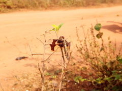 Palpopleura