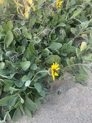 Helianthus niveus