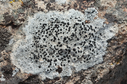 iNaturalist observation photo of Tile Lichens