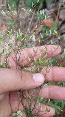 Brickellia diffusa