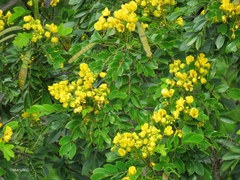 Senna racemosa