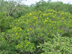 Senna racemosa