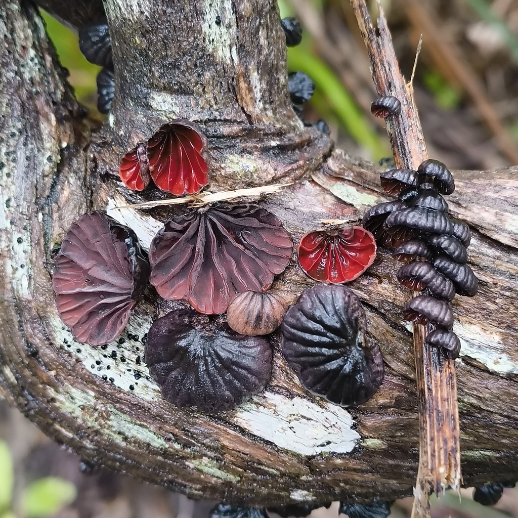 Anthracophyllum archeri · December 2025 · photo: © zedt (iNaturalist, cc-by)