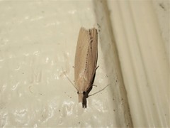 Bactra noteraula