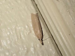 Bactra noteraula