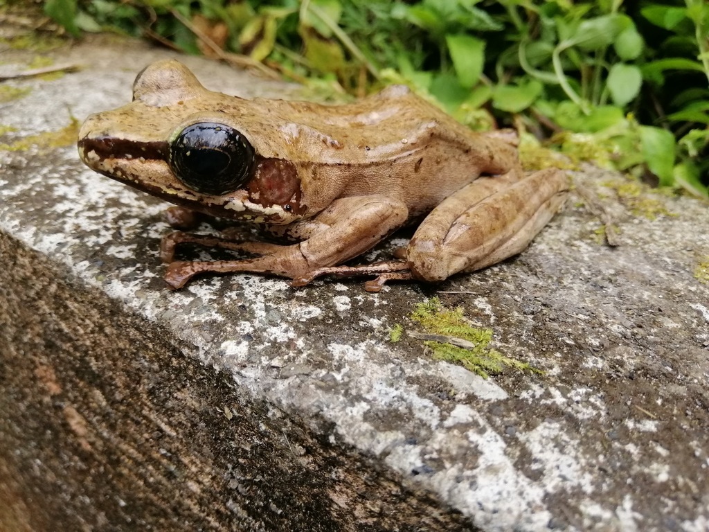Everett's Frog