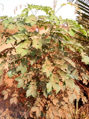 Albizia zygia