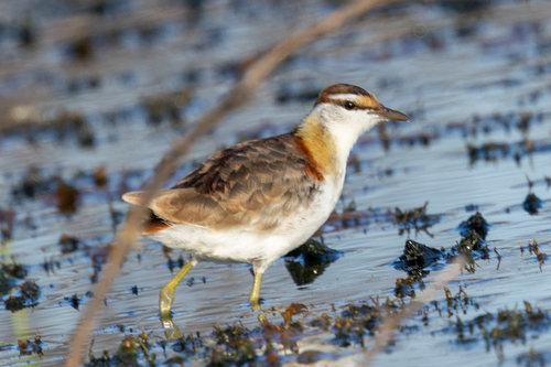 iNaturalist image