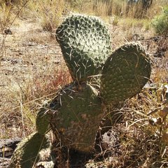 Opuntia huajuapensis