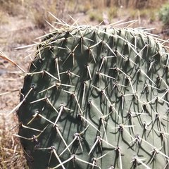 Opuntia huajuapensis