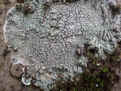 Pertusaria hymenea