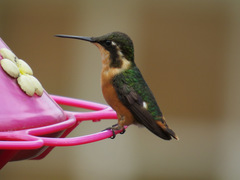 Chaetocercus heliodor