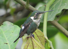 Chaetocercus heliodor