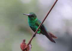 Chlorostilbon gibsoni