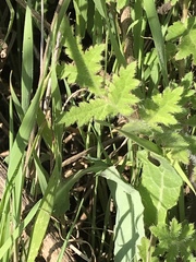 Phacelia cicutaria hispida