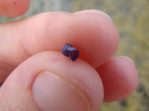 photo of Dwarf Violet Snail (Janthina exigua)