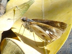 Vettius fantasos