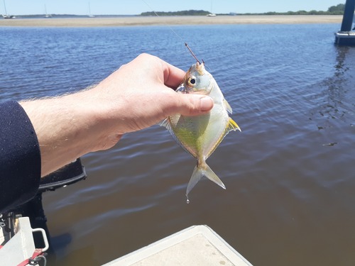 Gewone ponyvis (Leiognathus equulus) — Leiognathidae — 3