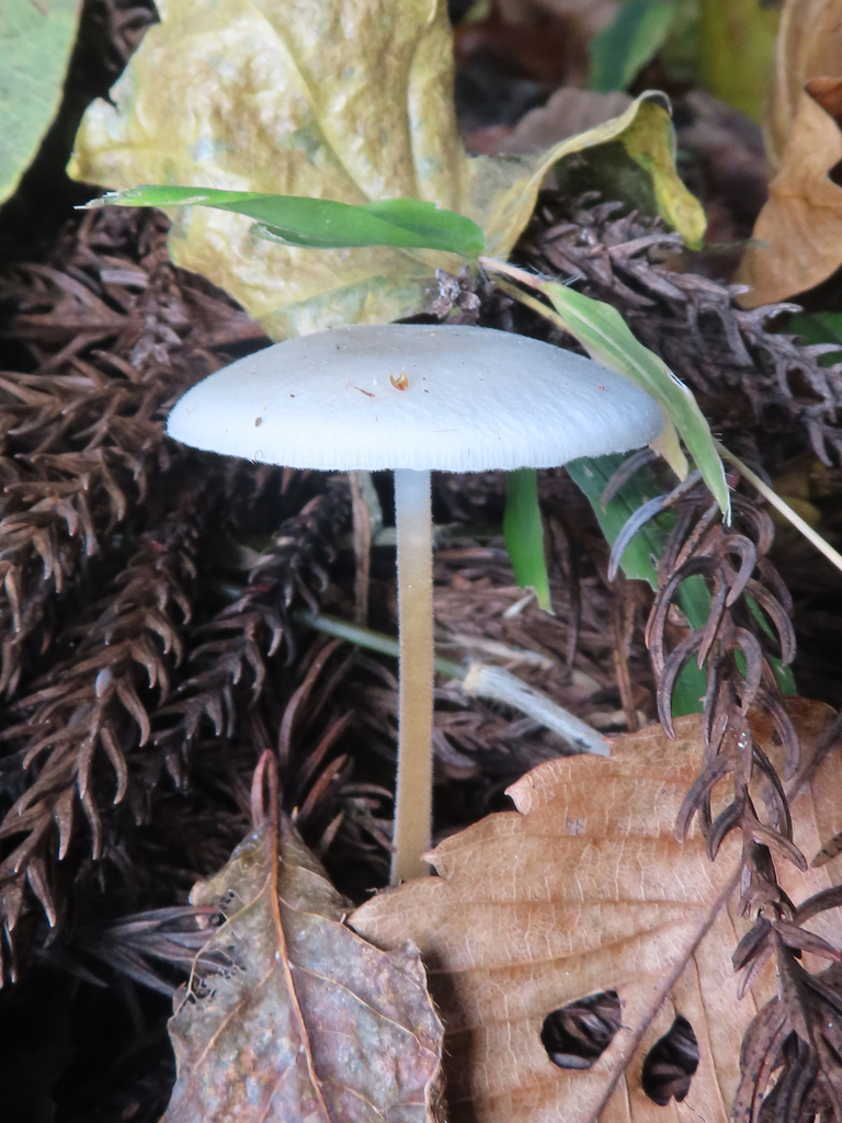 Strobilurus ohshimae · November 2025 · photo: © timur_kalininsky (iNaturalist, cc-by)