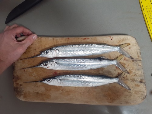 Threespot halfbeak (Hemiramphus robustus) — Hemiramphidae — 2