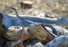 Masticophis bilineatus