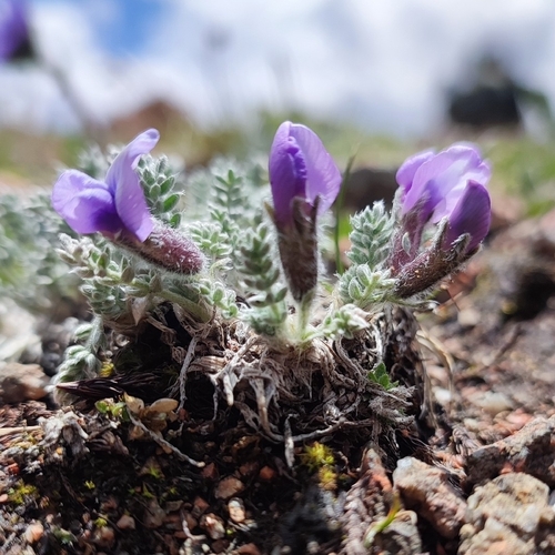 Oxytropis chionobia, photograph 1