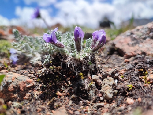 Oxytropis chionobia, photograph 2