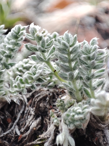 Oxytropis chionobia, photograph 3