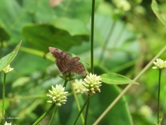 Pellicia dimidiata dimidiata