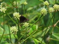 Pellicia dimidiata dimidiata