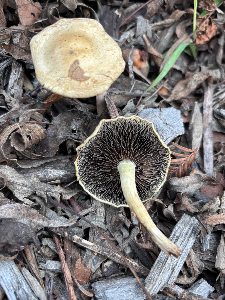 Leratiomyces percevalii · December 2025 · photo: © reago (iNaturalist, cc-by)