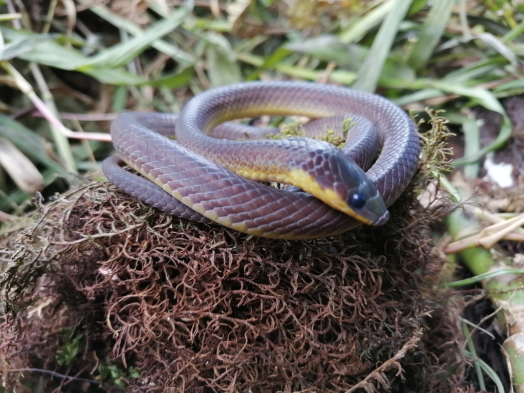 Philippine Shrub Snake