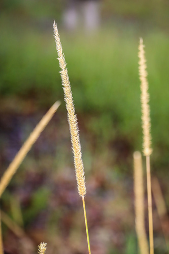 Setaria sphacelata observed 2025-11-10
