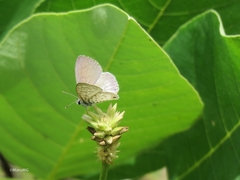 Leptotes cassius cassidula