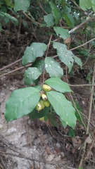 Hintonia