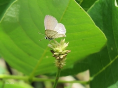 Leptotes cassius cassidula
