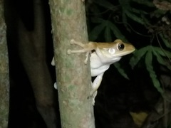 Polypedates leucomystax