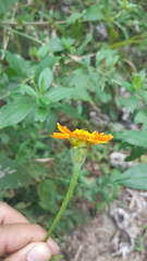 Lasianthaea macrocephala